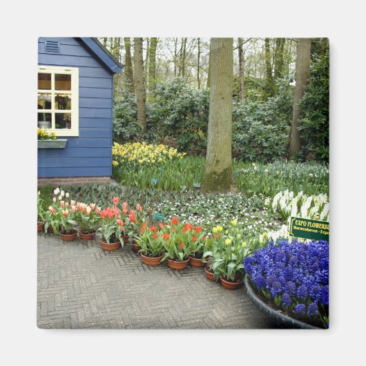 Niederlande (Holland), Lisse. 11 Magnet (Vorne)