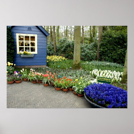 Niederlande (Holland), Lisse. 11 Poster (Vorne)
