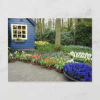 Niederlande (Holland), Lisse. 11