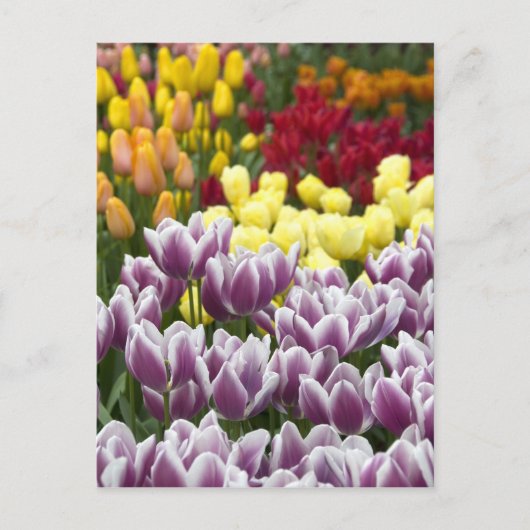 Niederlande (Holland), Lisse. Keukenhof 3 Postkarte (Vorderseite)