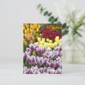 Niederlande (Holland), Lisse. Keukenhof 3 Postkarte (Stehend Vorderseite)