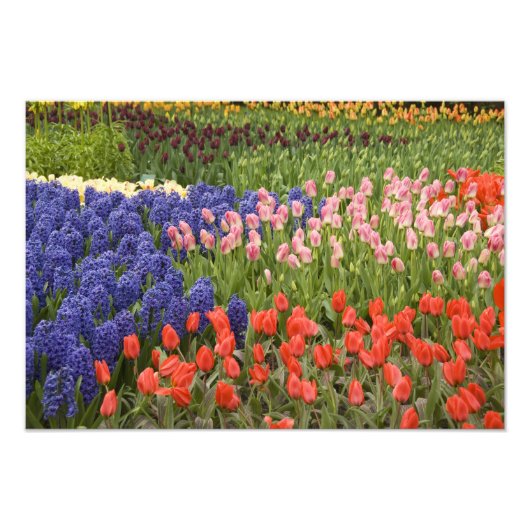 Niederlande (Holland), Lisse. Keukenhof 4 Fotodruck (Vorne)