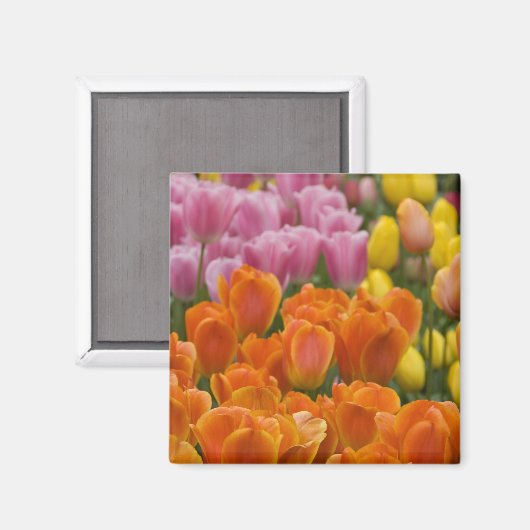 Niederlande (Holland), Lisse. Keukenhof 4 Magnet (Vorderseite/Rückseite)