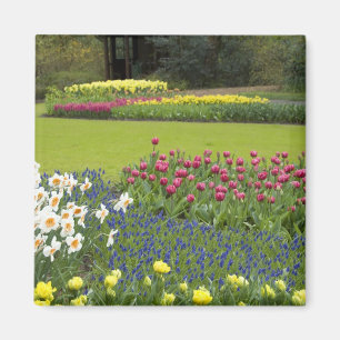 Niederlande (Holland), Lisse. Keukenhof 5 Magnet