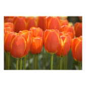 Niederlande (Holland), Lisse. Keukenhof 7 Fotodruck (Vorne)