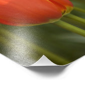 Niederlande (Holland), Lisse. Keukenhof 7 Fotodruck (Ecke)