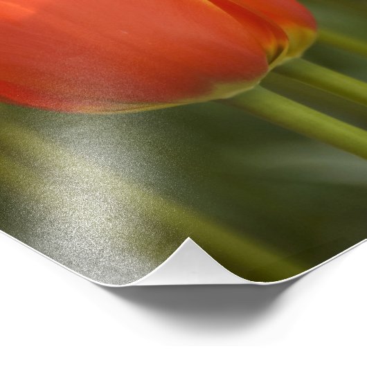 Niederlande (Holland), Lisse. Keukenhof 7 Fotodruck (Ecke)