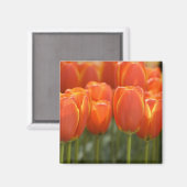 Niederlande (Holland), Lisse. Keukenhof 7 Magnet (Vorderseite/Rückseite)