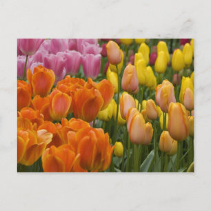 Niederlande (Holland), Lisse. Keukenhof 9 Postkarte