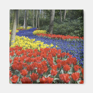 Niederlande, Holland, Lisse, Keukenhof-Gärten Magnet