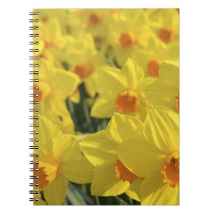 Niederlande, Holland, Lisse, Keukenhof-Gärten, Notizblock