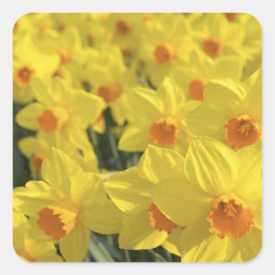 Niederlande, Holland, Lisse, Keukenhof-Gärten, Quadratischer Aufkleber