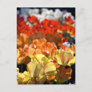 Niederlande (Holland), Lisse. Keukenhof Postkarte