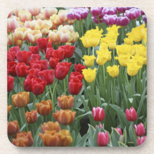 Niederlande, Keukenhoff Gardens, Tulpen. Getränkeuntersetzer