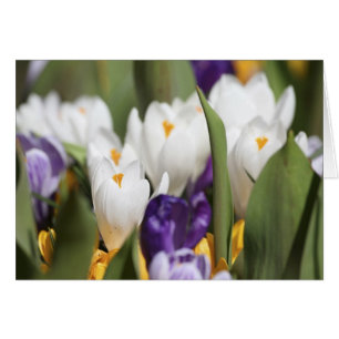 Niederlande, Keukenhoff-Gärten, Tulpen.