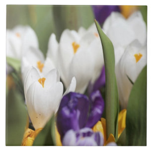 Niederlande, Keukenhoff-Gärten, Tulpen. Fliese