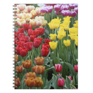 Niederlande, Keukenhoff-Gärten, Tulpen. Notizblock