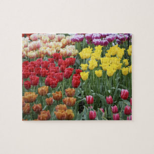 Niederlande, Keukenhoff-Gärten, Tulpen. Puzzle