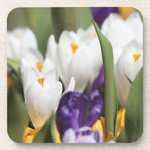 Niederlande, Keukenhoff-Gärten, Tulpen. Untersetzer