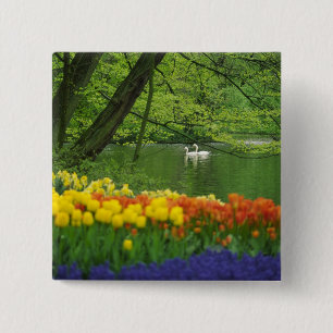 Niederlande, Lisse. Weiße Schwäne auf einem Teich Button