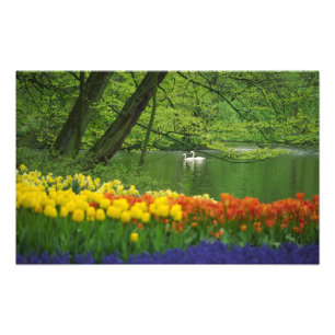Niederlande, Lisse Weiße Schwäne auf einem Teich i Fotodruck