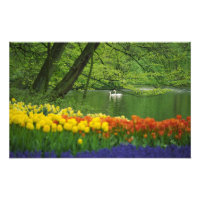 Niederlande, Lisse Weiße Schwäne auf einem Teich i