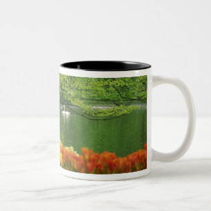 Niederlande, Lisse. Weiße Schwäne auf einem Teich Zweifarbige Tasse