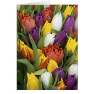 Niederlande, Südholland, Amsterdam