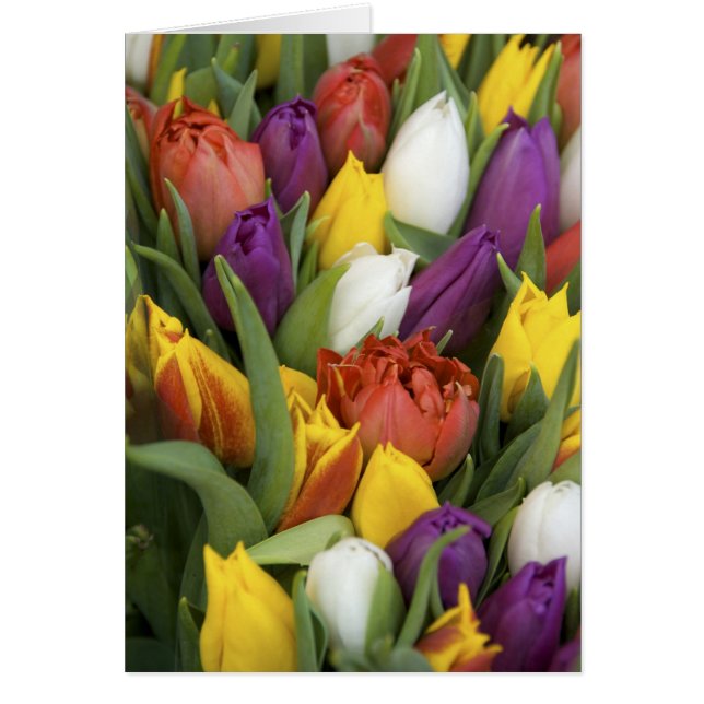 Niederlande, Südholland, Amsterdam (Vorne)