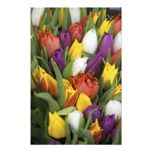 Niederlande, Südholland, Amsterdam Fotodruck (Vorne)