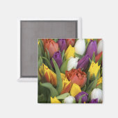 Niederlande, Südholland, Amsterdam Magnet (Vorderseite/Rückseite)