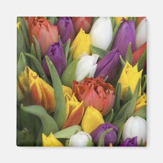 Niederlande, Südholland, Amsterdam Magnet (Vorne)