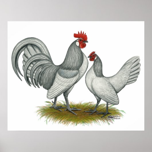 Niederländisch Bantam: Self Blue Poster (Vorne)