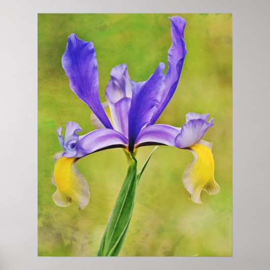 Niederländisch Iris Blume Fotokunst Poster (Vorne)
