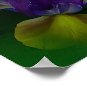 Niederländisch Iris in Iris Vase Fine Art Poster/P Poster (Ecke)