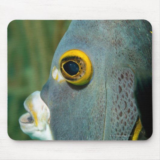 Niederländische Antillen, Bonaire, nahes Unterwass Mousepad (Vorne)