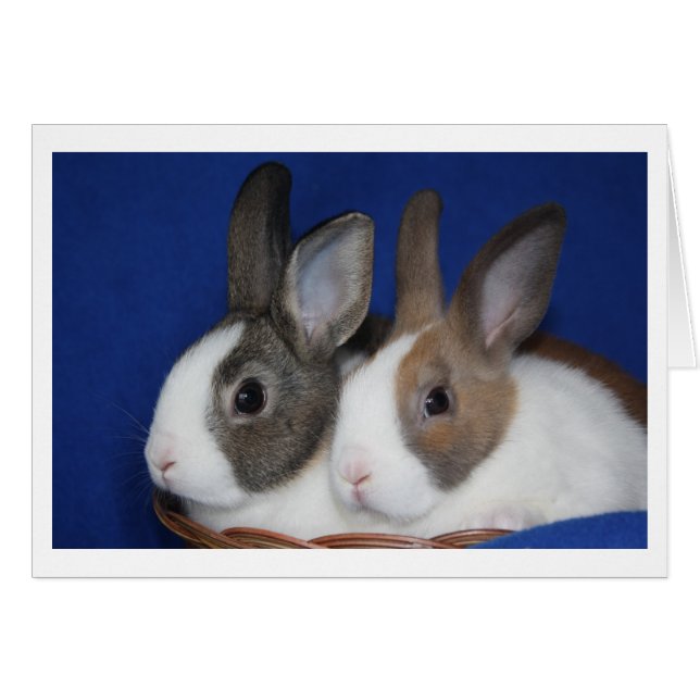 Niederländische Rabbit-Blank-Karte (Vorderseite (Horizontal))