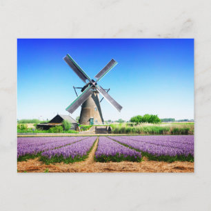 Niederländische Windmühle und Lila Blume Postkarte