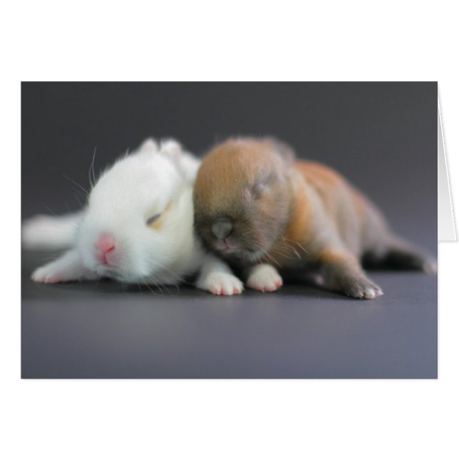 Niederländische Zwergkaninchen (Vorderseite (Horizontal))