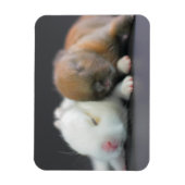 Niederländische Zwergkaninchen Magnet (Vertikal)