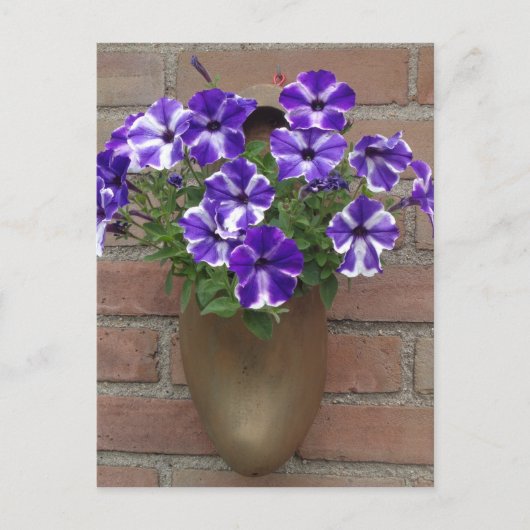 Niederländischer Clog mit Lila blauem weißem Viole Postkarte (Vorderseite)
