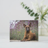 Niederländischer Hirte - Blume Postkarte (Stehend Vorderseite)