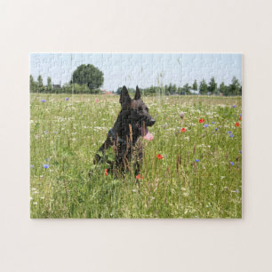 Niederländischer Hirtenhund auf dem Feld Puzzle