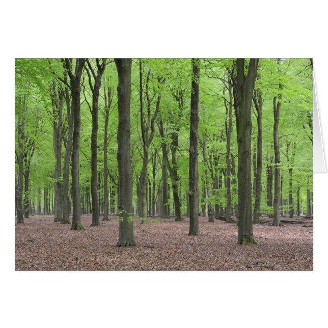 Niederländischer Wald (Vorderseite (Horizontal))