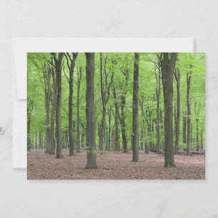 Niederländischer Wald