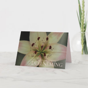 Niederländisches Beileid Pink Tiger Lily Karte