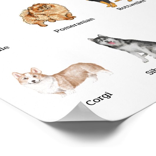 niedlich 20 Hunderassen Poster (Ecke)