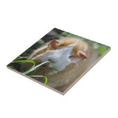 Niedlich, Abessinier, Creme und Weiß, Guinea Schwe Fliese (Seite)