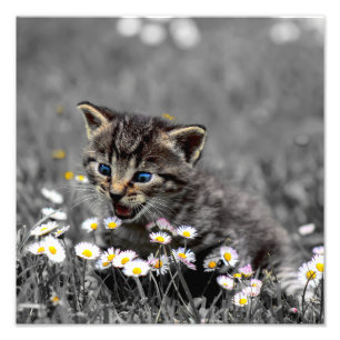 Niedlich Adorable Cat Kitten Fotodruck