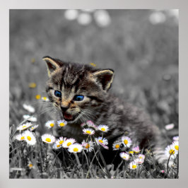 Niedlich Adorable Cat Kitten herunterladen und Poster